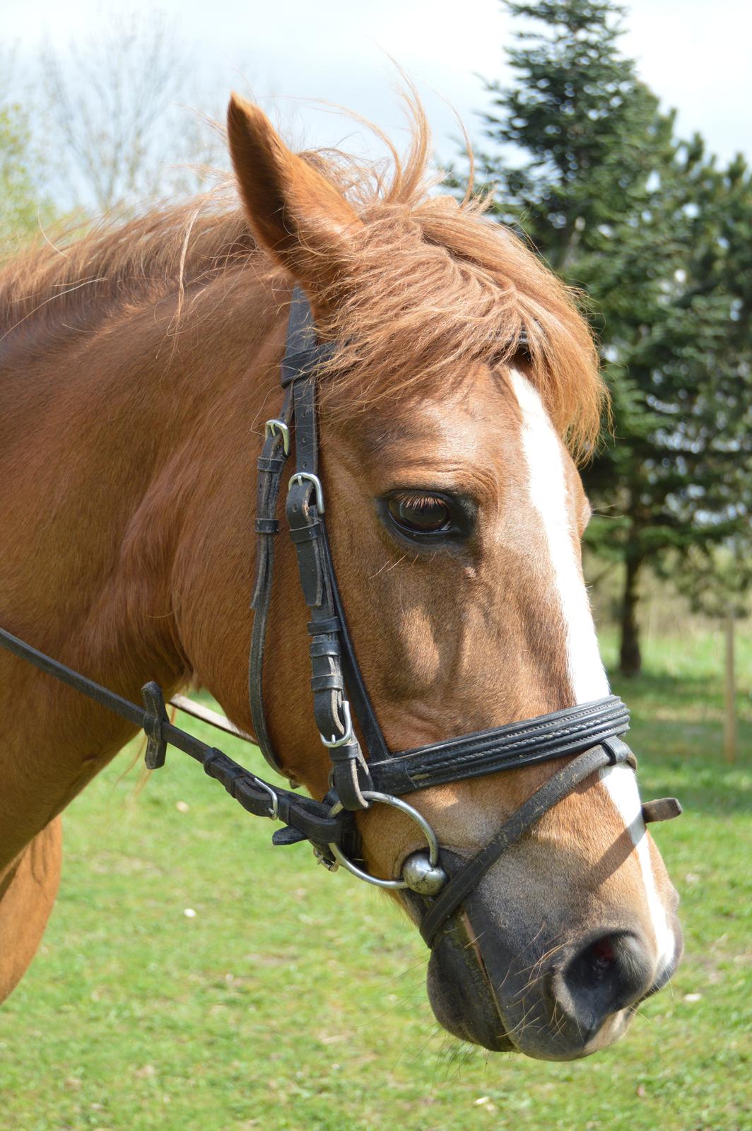 Anden særlig race Virginia billede 9