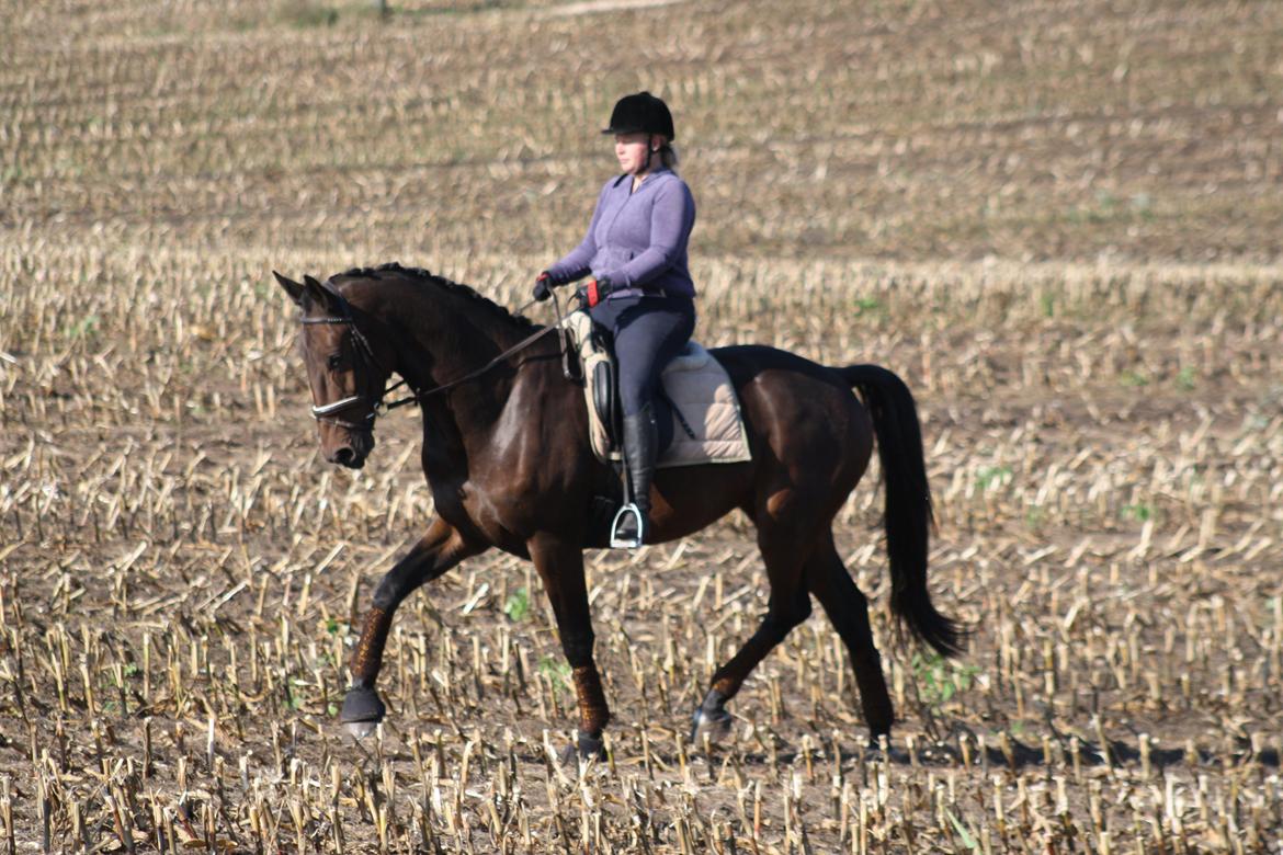 Dansk Varmblod Risvangs Ducati - Hygge træning på marken efter 6 ugers samarbejde billede 11
