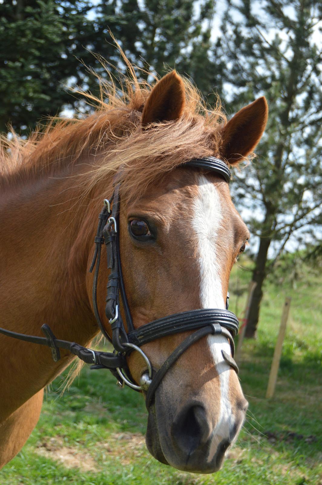 Anden særlig race Virginia billede 10