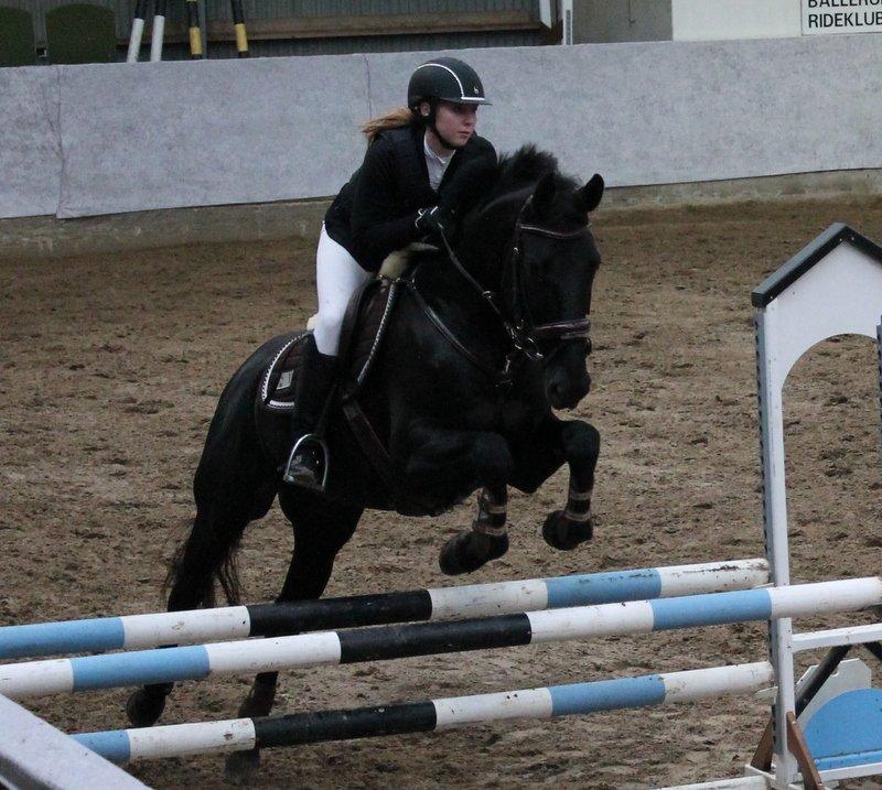 Dansk Varmblod Lincoln billede 18