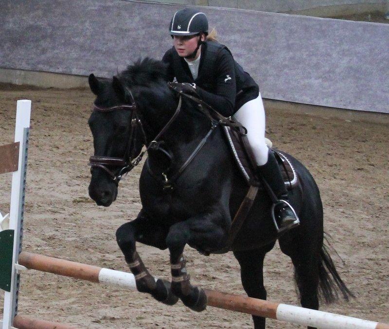 Dansk Varmblod Lincoln billede 3