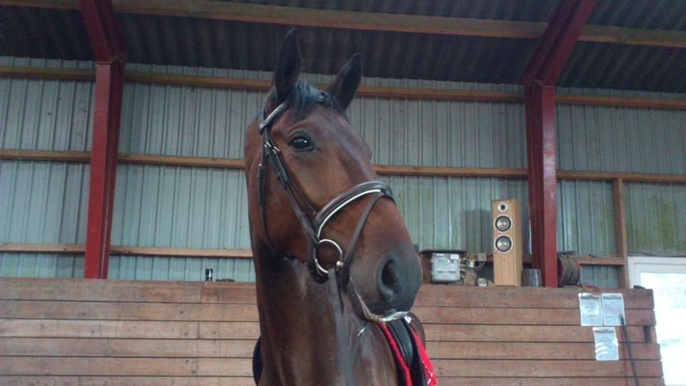 Dansk Varmblod Risvangs Ducati - Dukse-drengen med læbestift :P billede 18