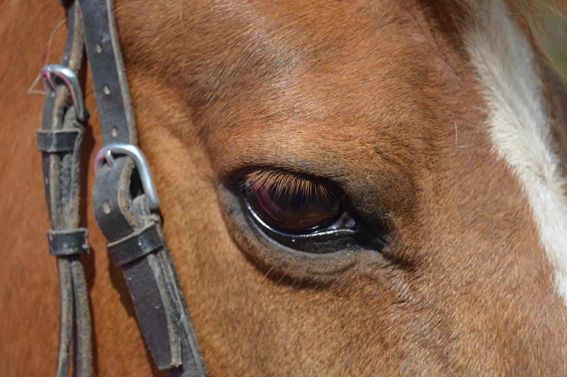Anden særlig race Virginia billede 11