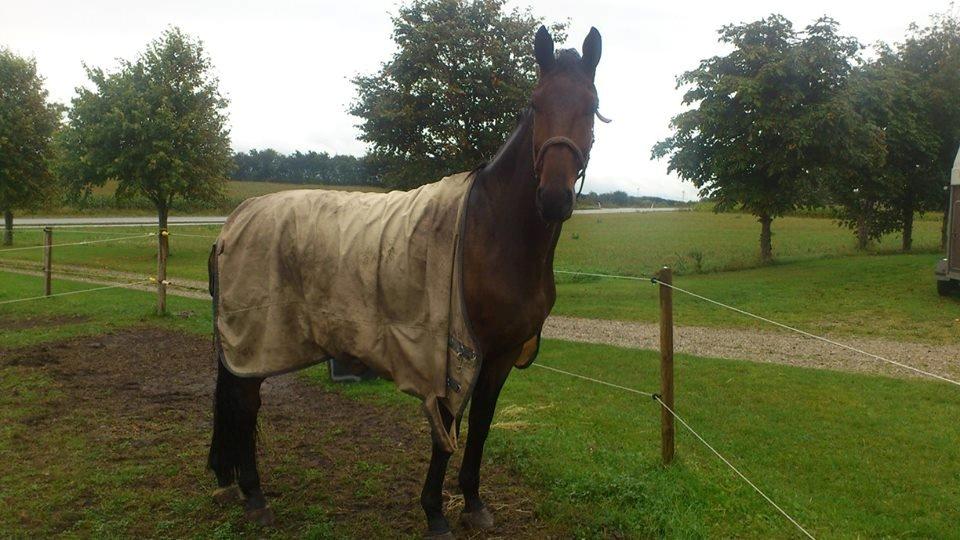 Dansk Varmblod Risvangs Ducati - Her har han helt selv åbnet sit dækken :-/ billede 19