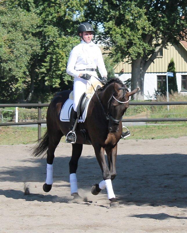 Dansk Varmblod Lincoln billede 2