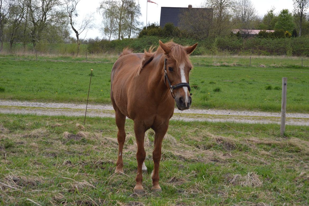 Anden særlig race Virginia billede 12