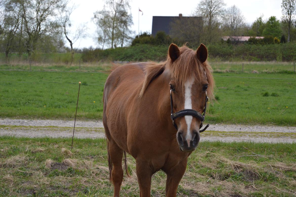 Anden særlig race Virginia billede 13