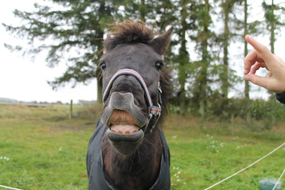 Islænder SVALA FRA ANNERUP (Svalte) billede 19