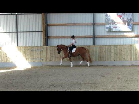 DSP Flika B-pony billede 4