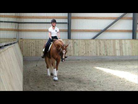 DSP Flika B-pony billede 5