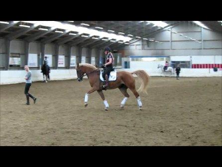 DSP Flika B-pony billede 6