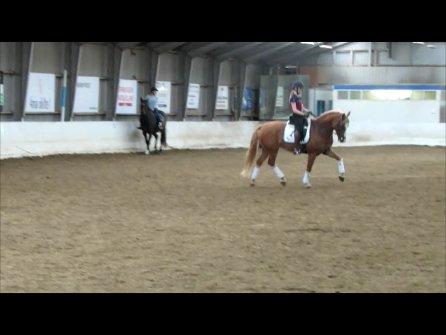 DSP Flika B-pony billede 7