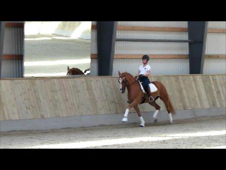 DSP Flika B-pony billede 1