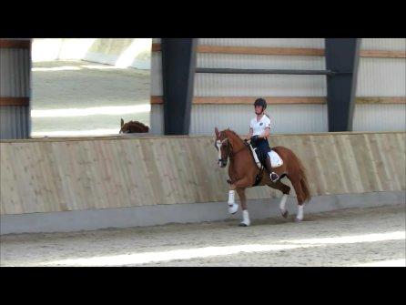 DSP Flika B-pony billede 2