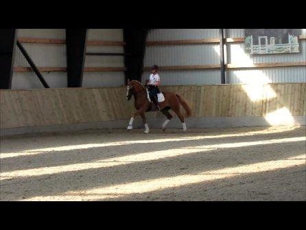 DSP Flika B-pony billede 8