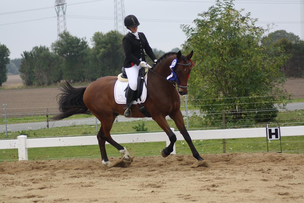 Dansk Varmblod Carismo billede 6