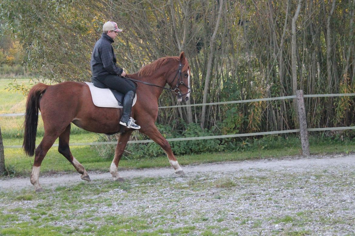 Anden særlig race Isabella (Issa) <3 Solgt :'( billede 23