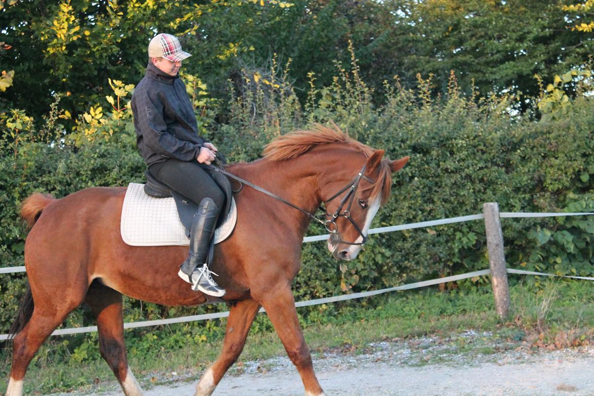 Anden særlig race Isabella (Issa) <3 Solgt :'( billede 16