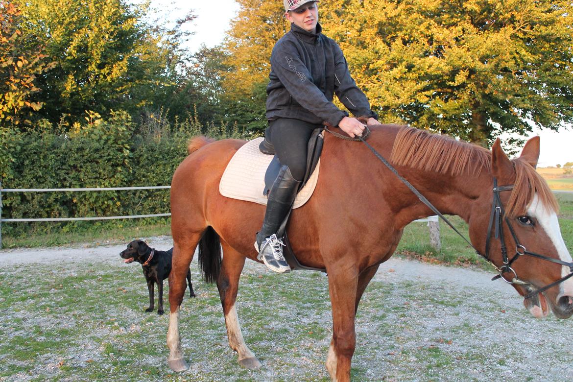 Anden særlig race Isabella (Issa) <3 Solgt :'( billede 6