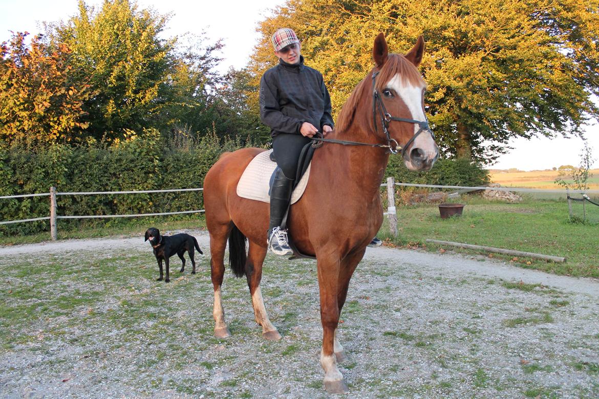 Anden særlig race Isabella (Issa) <3 Solgt :'( billede 4