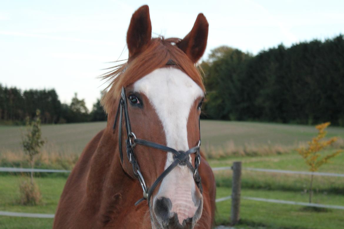 Anden særlig race Isabella (Issa) <3 Solgt :'( billede 10