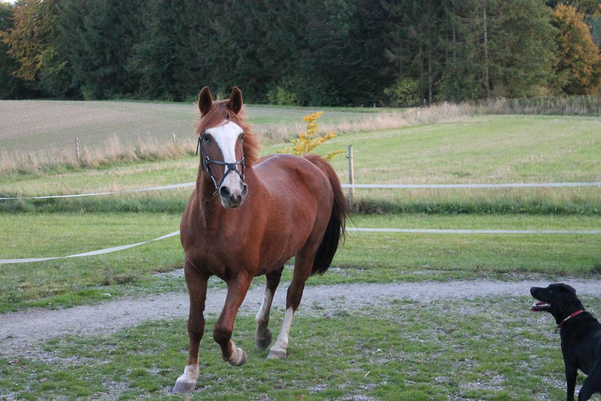 Anden særlig race Isabella (Issa) <3 Solgt :'( billede 9