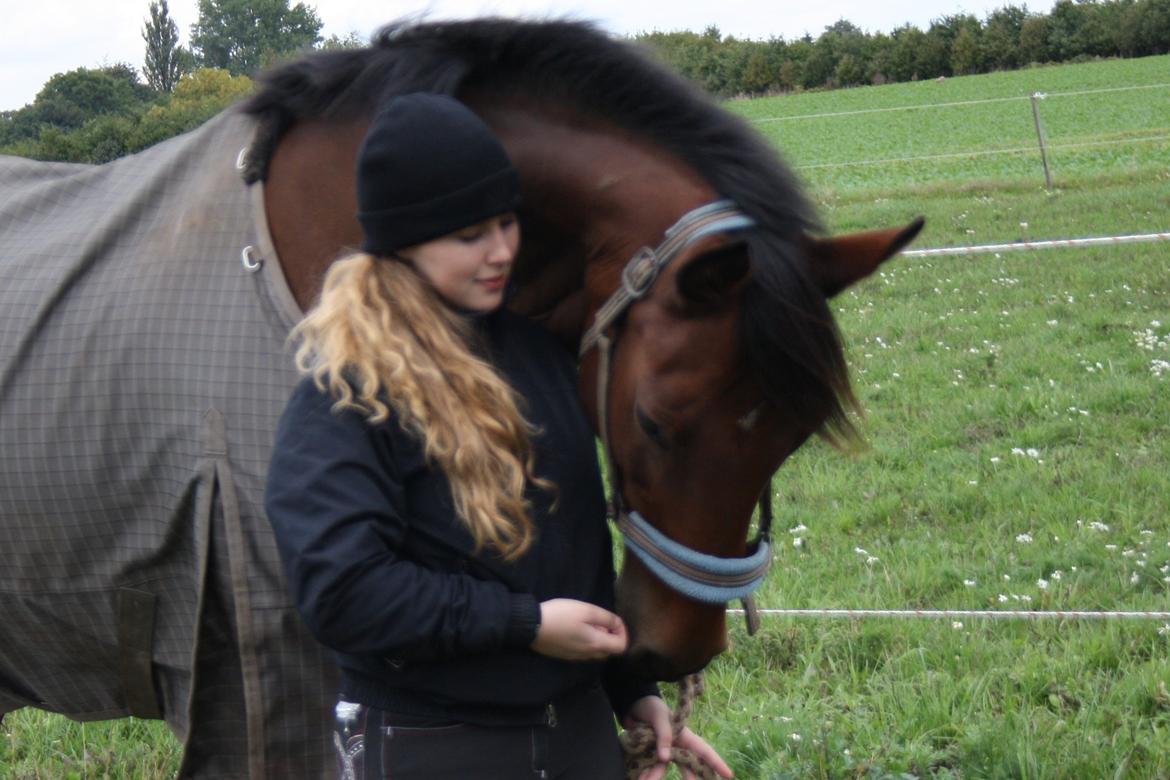 Dansk Varmblod Carismo billede 4