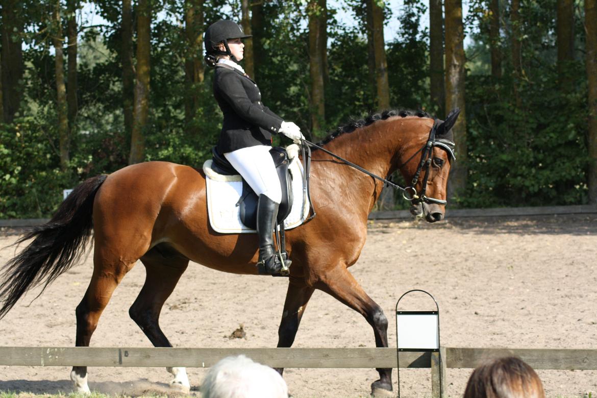 Dansk Varmblod Carismo billede 5