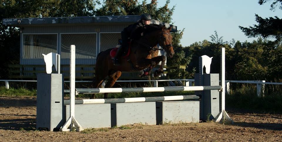 Anden særlig race Sputnik (Sprutte) - oxer på 95cm. billede 3