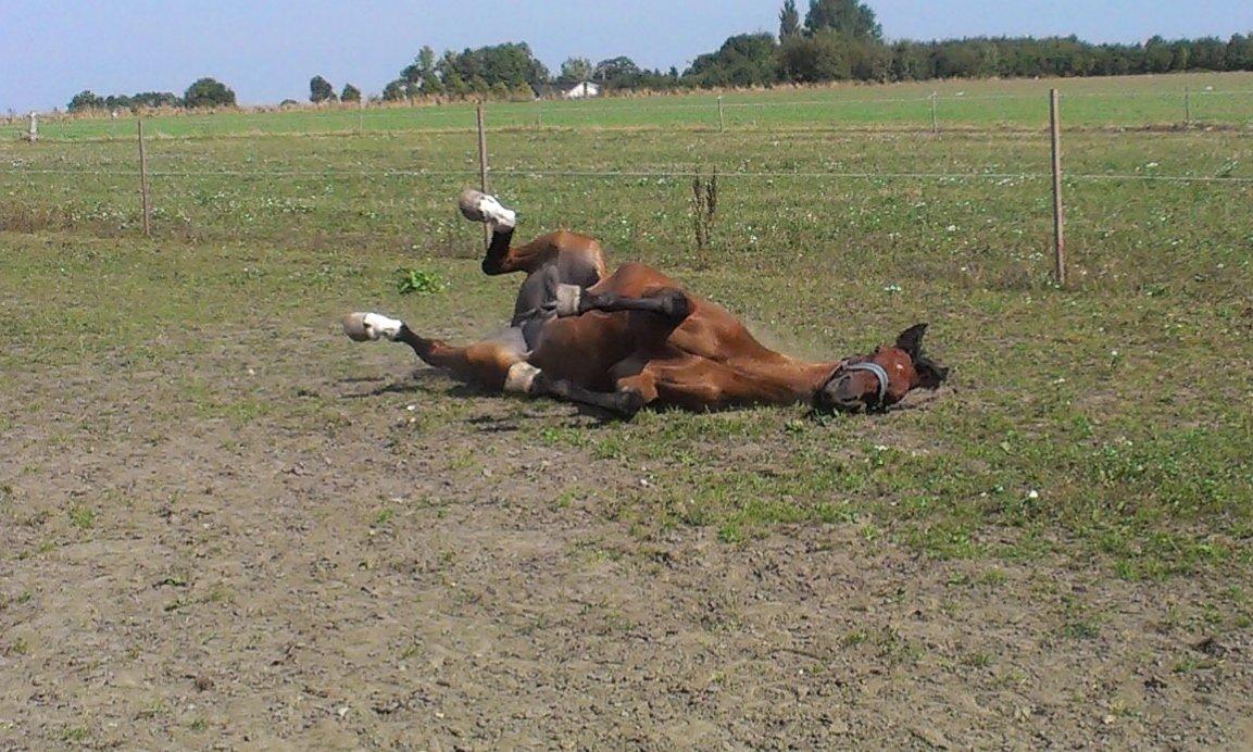 Dansk Varmblod Carismo billede 16