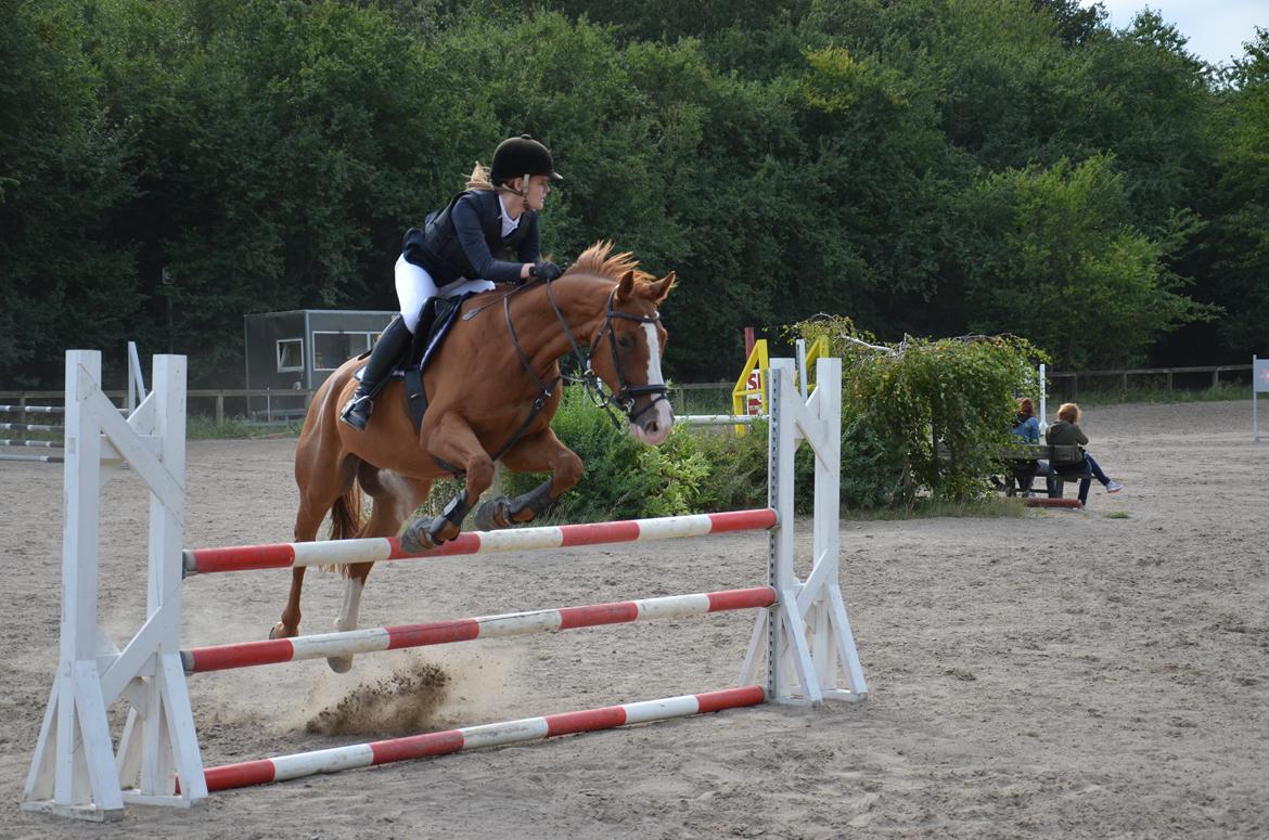 Dansk Varmblod Lester Estelle - LC. September 13 billede 6