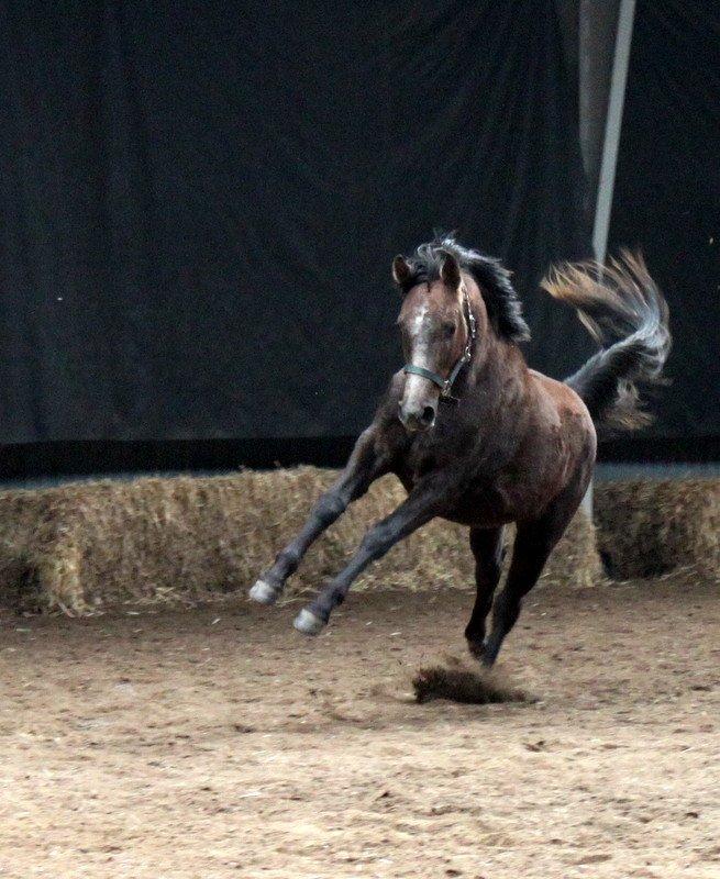 Anden særlig race Stettenborgs Chanel - Så bliver der leget på fuld fart :)... billede 7