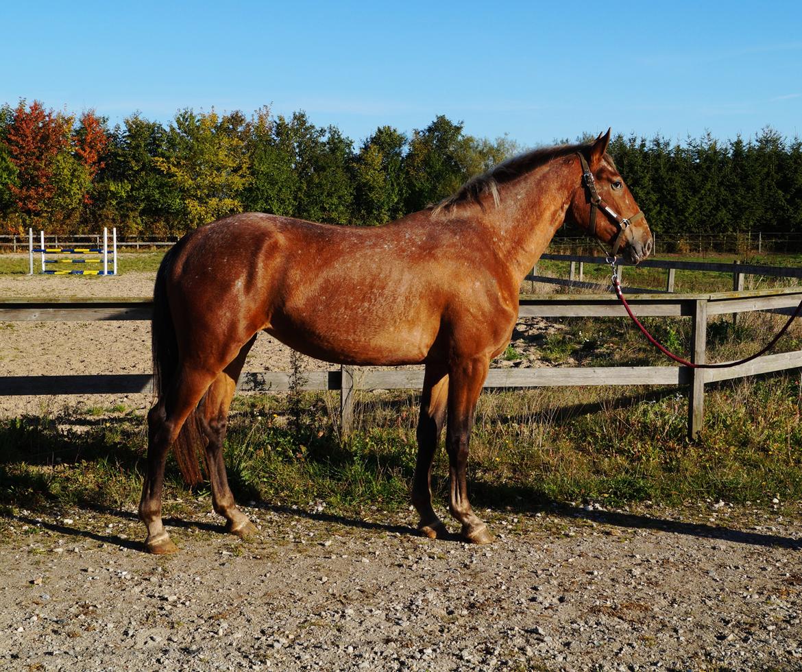 Knabstrupper Stald Buch's Texxa R.I.P - Texxa er cirka 2,5 år her. billede 5