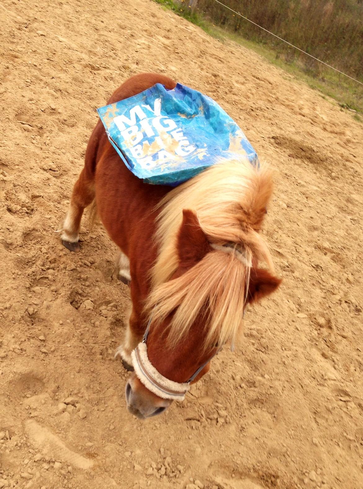 Shetlænder Obelix *Obbe* - træning billede 2