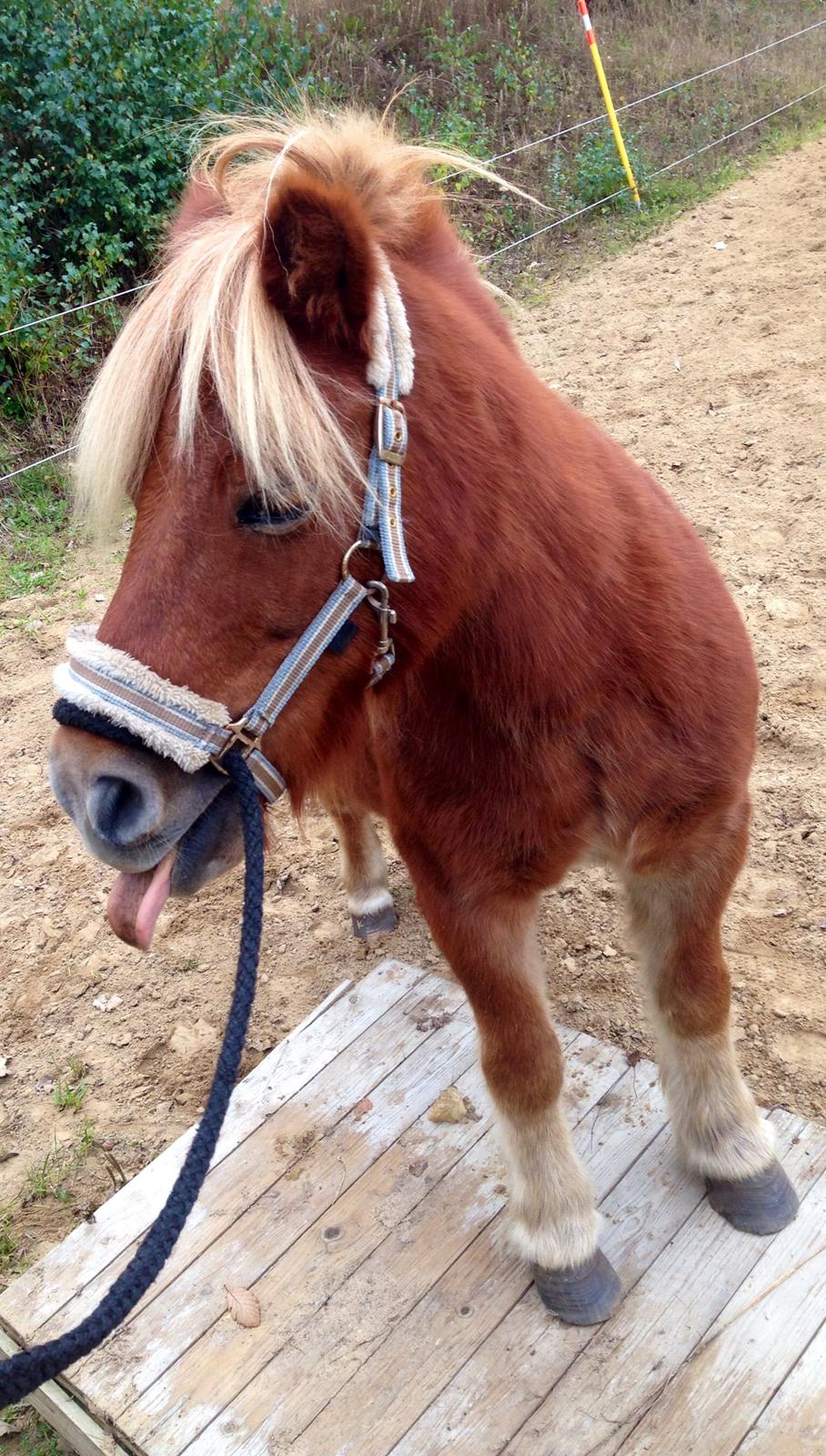 Shetlænder Obelix *Obbe* - træning billede 3