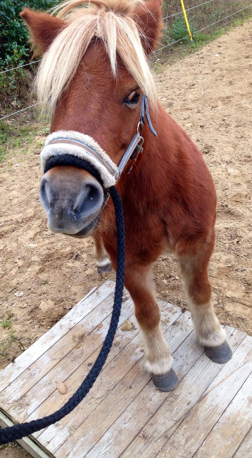Shetlænder Obelix *Obbe* - træning billede 4