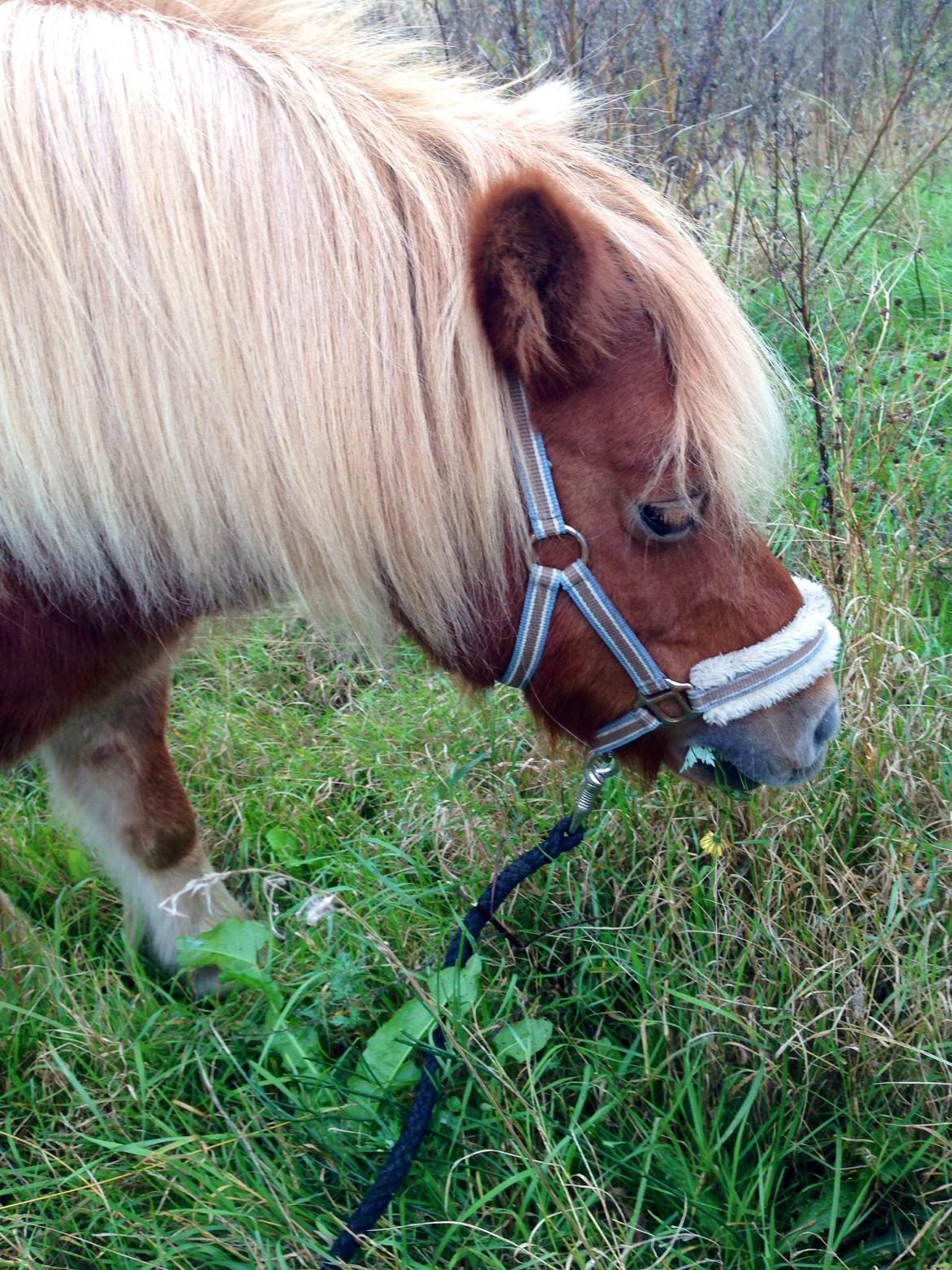 Shetlænder Obelix *Obbe* - hygge billede 5