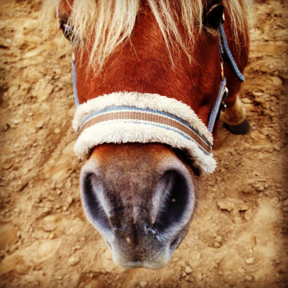 Shetlænder Obelix *Obbe* - Selfie billede 6