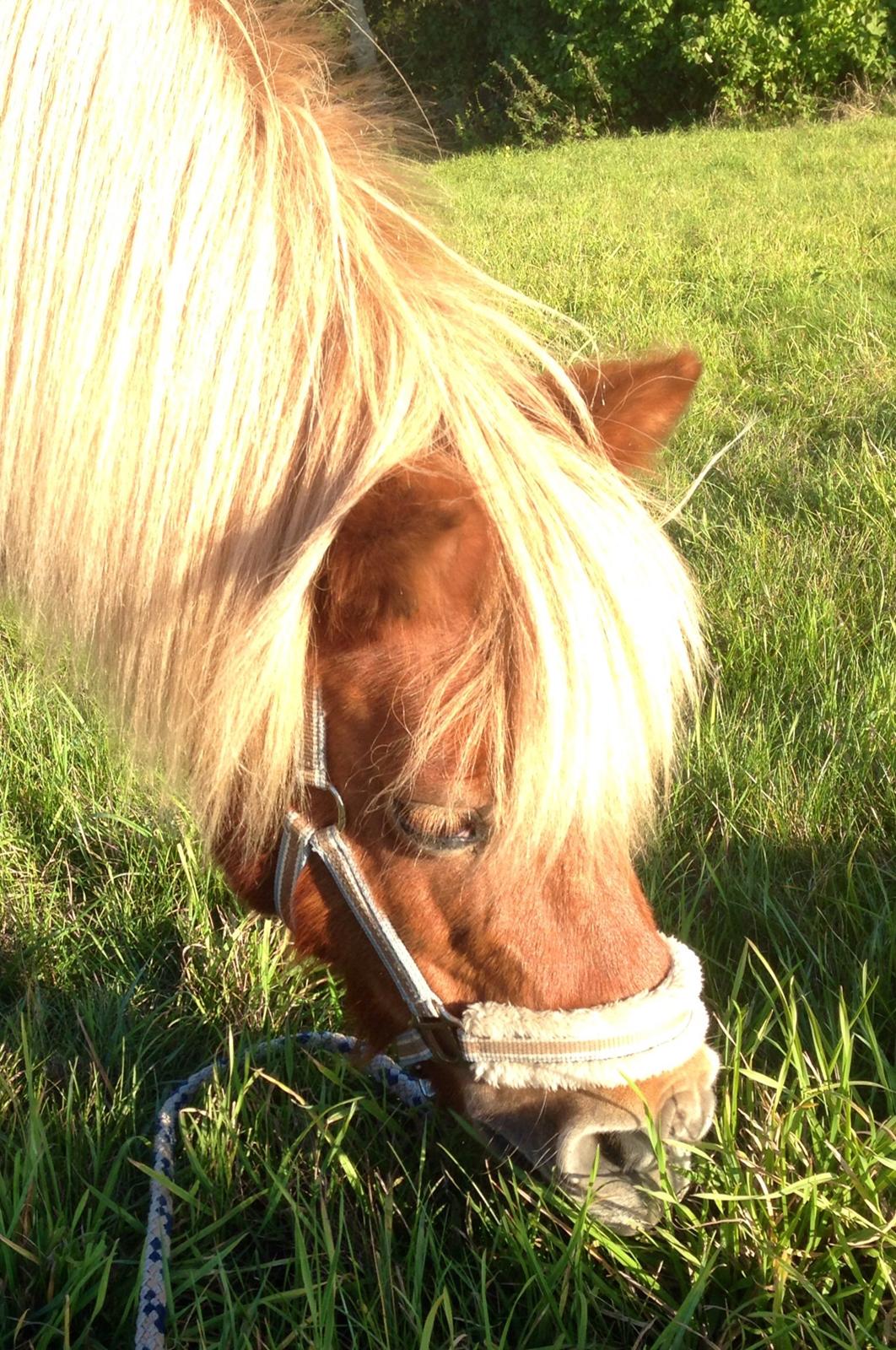 Shetlænder Obelix *Obbe* - hygge billede 7