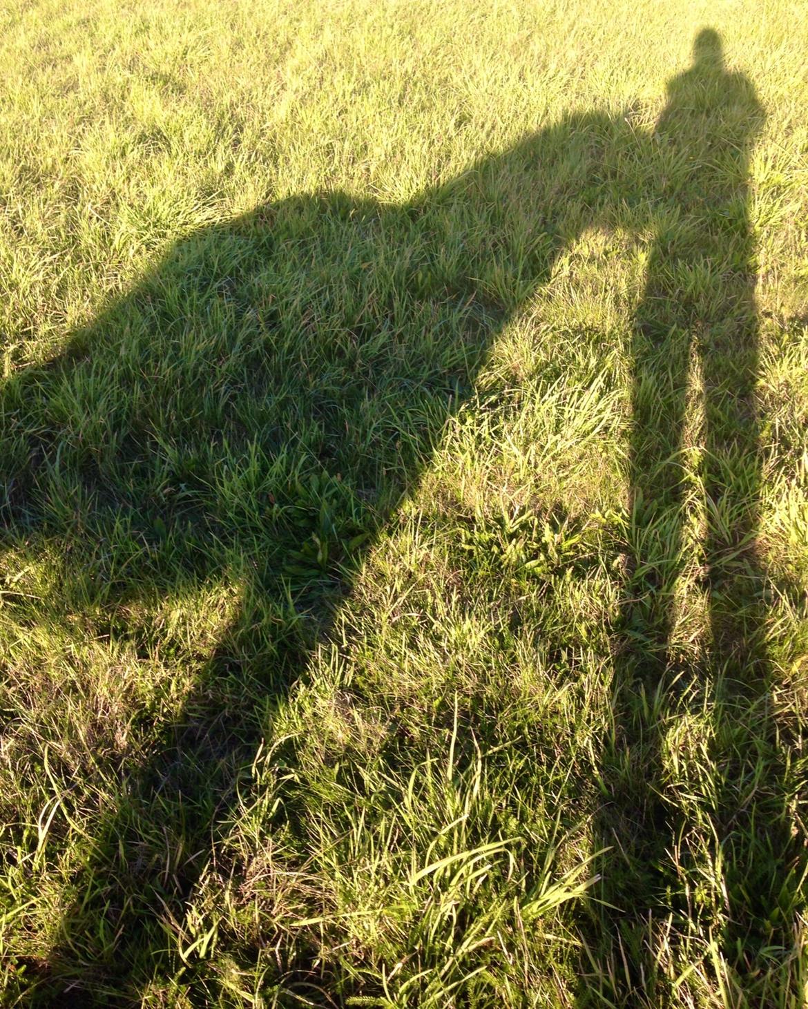 Shetlænder Obelix *Obbe* - "Skygge" billede 8