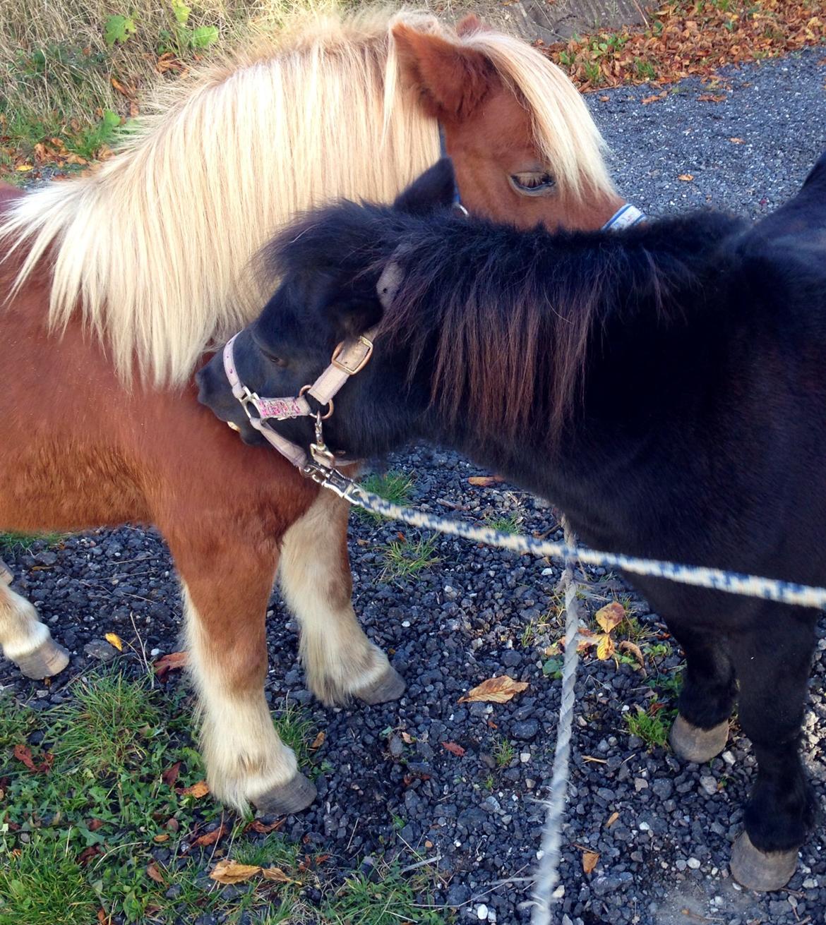 Shetlænder Obelix *Obbe* - kæreste paret billede 9