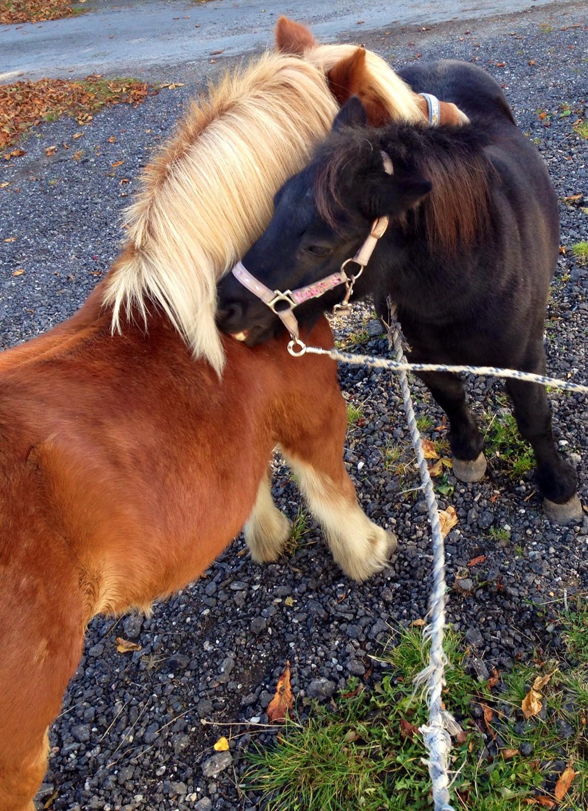 Shetlænder Obelix *Obbe* - skønne pony'er billede 10
