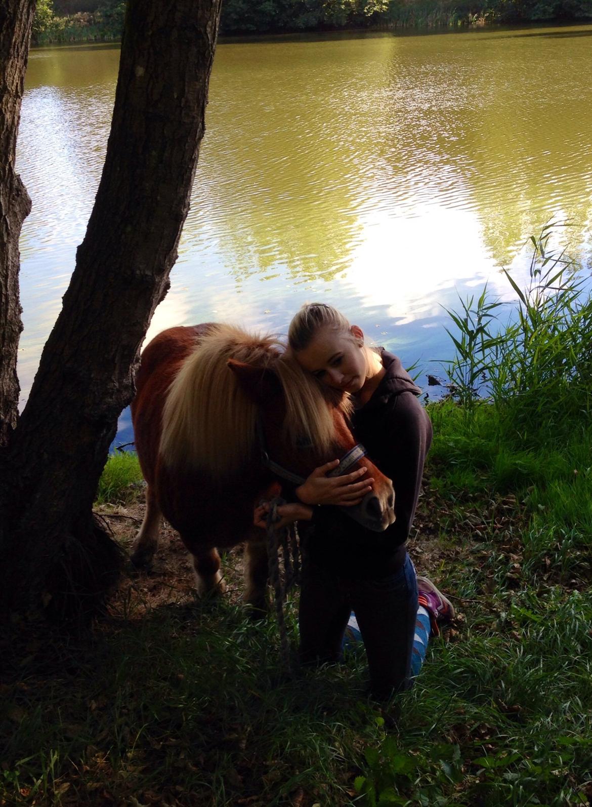 Shetlænder Obelix *Obbe* - My soulmate billede 11