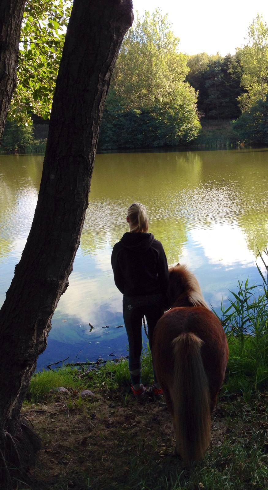 Shetlænder Obelix *Obbe* billede 1