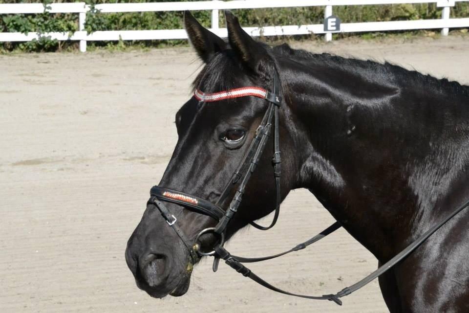 Anden særlig race Kronborgs Flicka billede 4