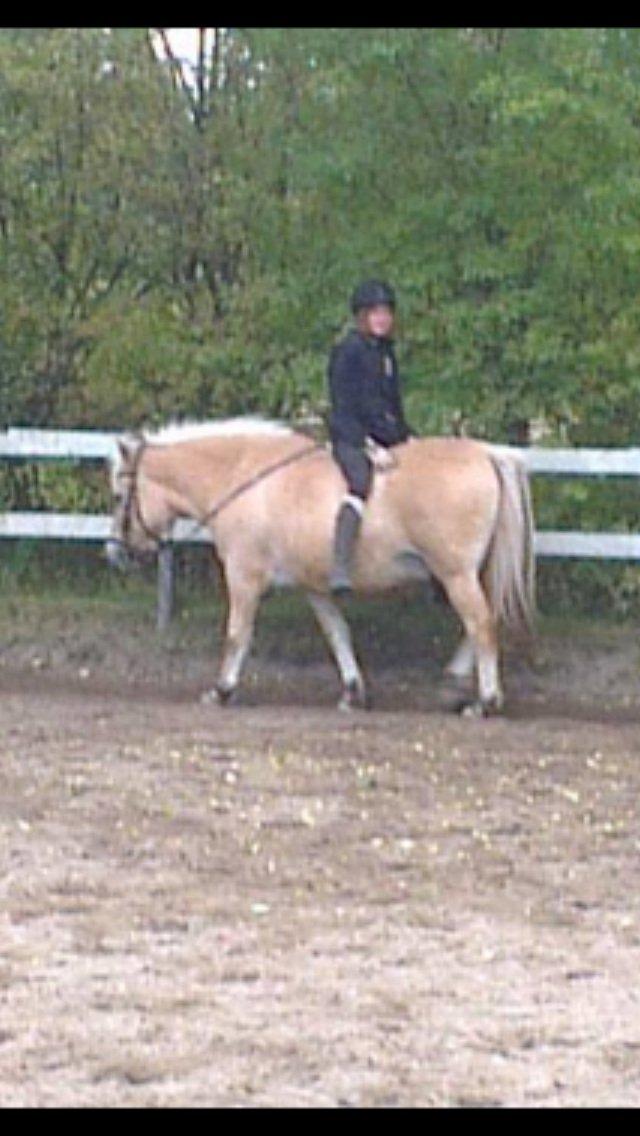 Fjordhest Tjalfe - Fjordhest  billede 1