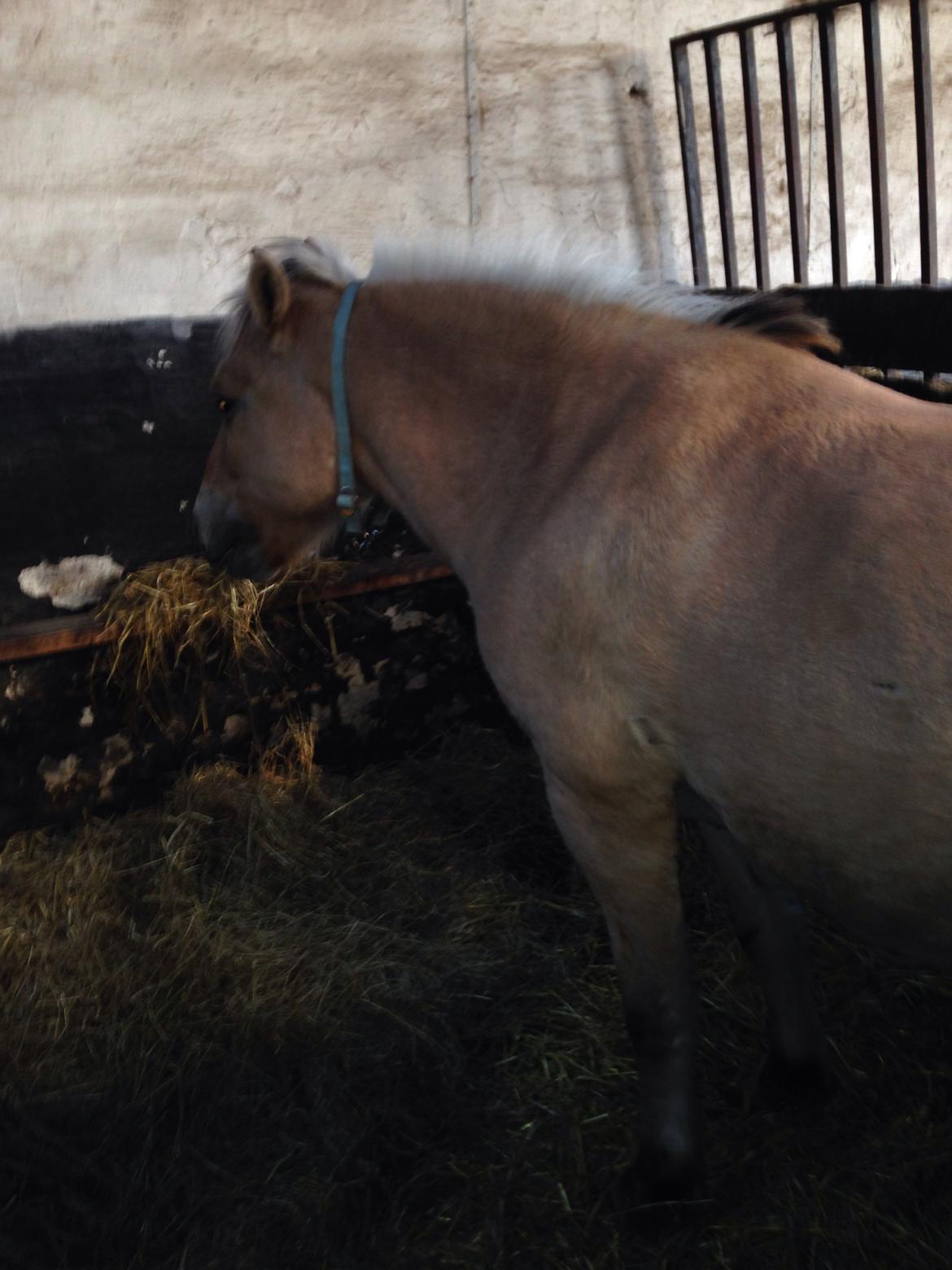 Fjordhest Tjalfe - Fjordhest  billede 2