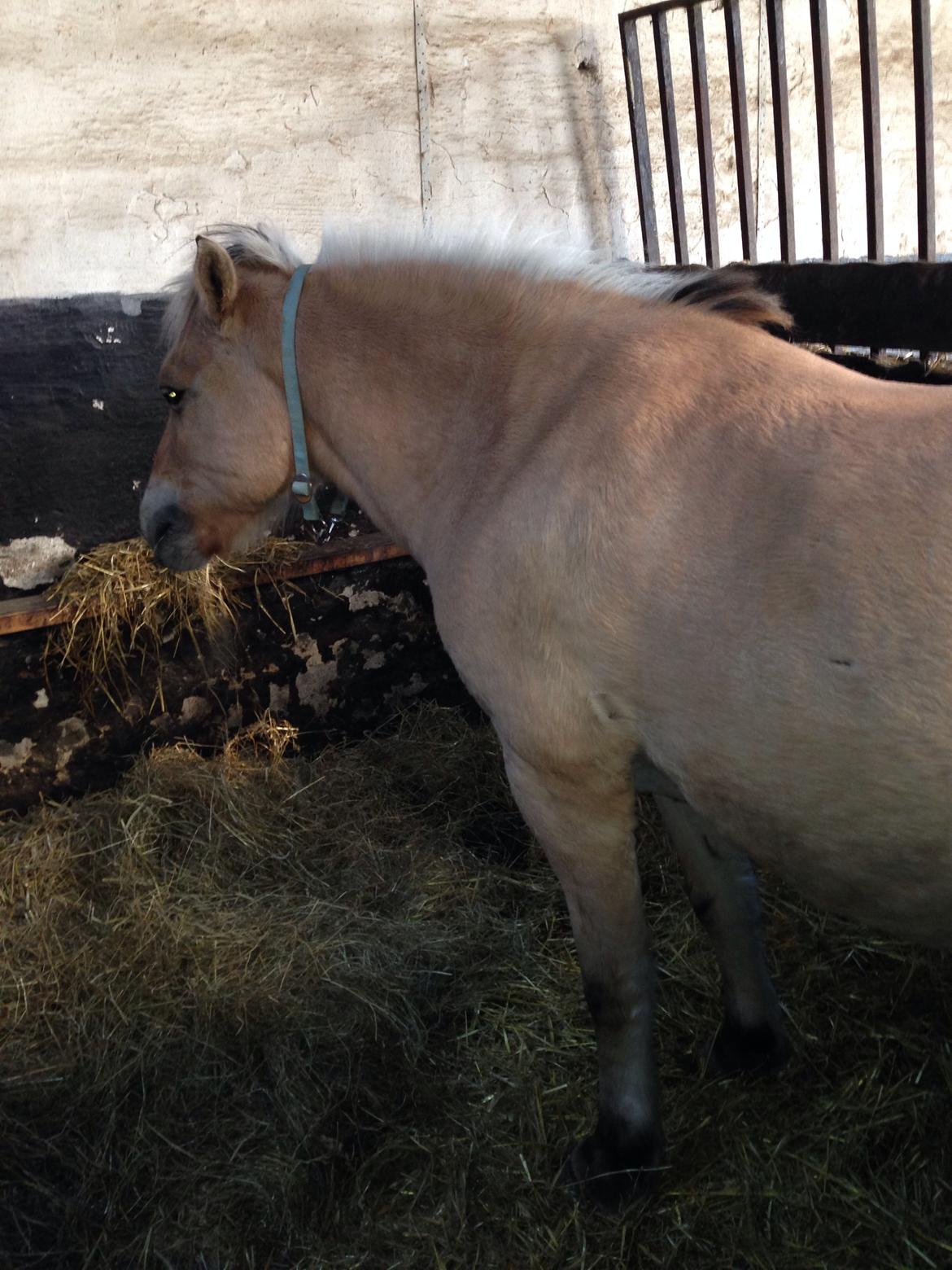 Fjordhest Tjalfe - Fjordhest  billede 3