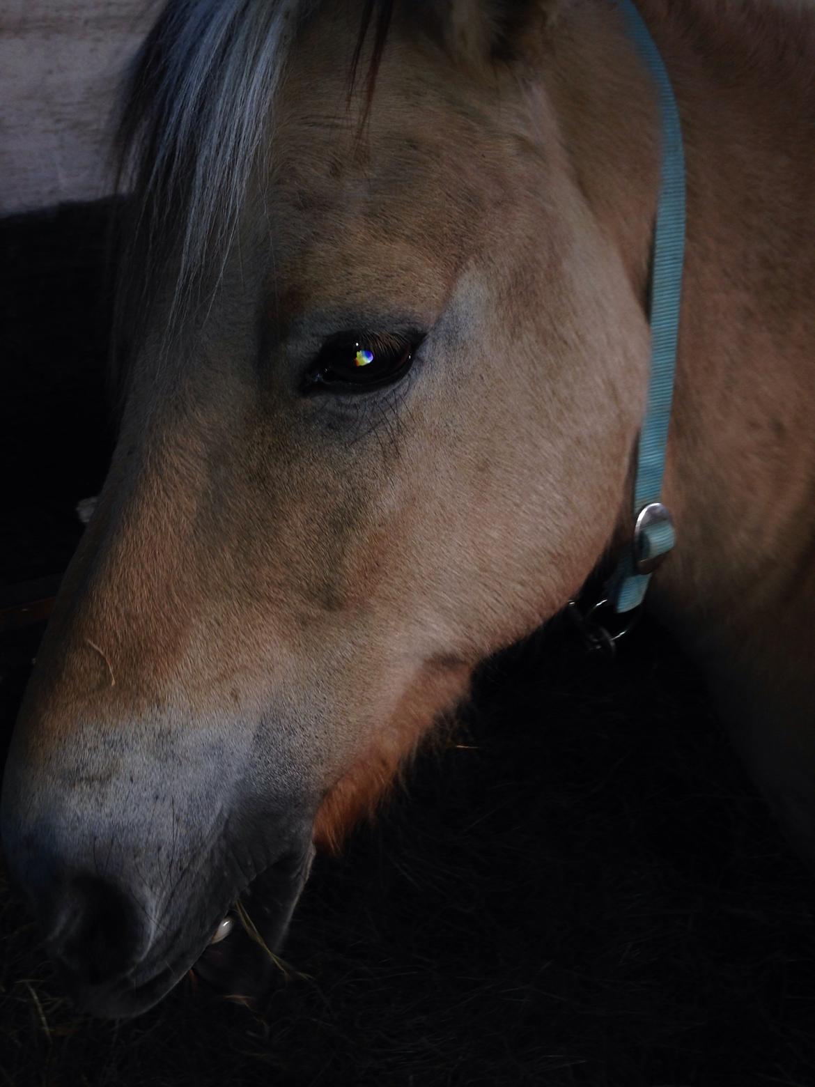 Fjordhest Tjalfe - Fjordhest  billede 4