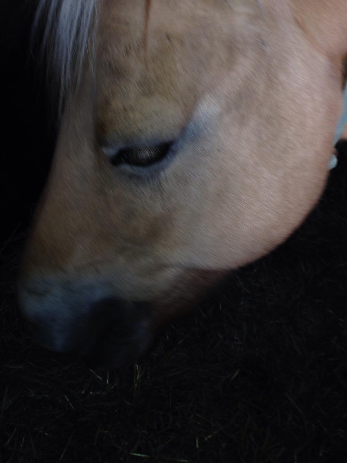 Fjordhest Tjalfe - Fjordhest  billede 5